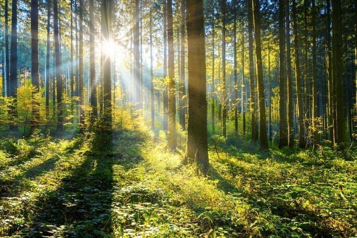 The Tree Conference returns!