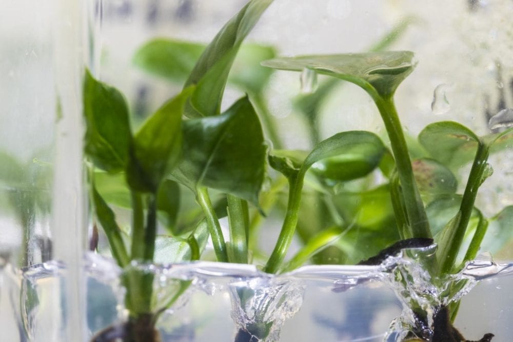 The air-cleaning houseplant