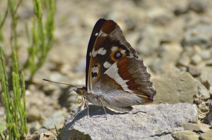 Purple emperor