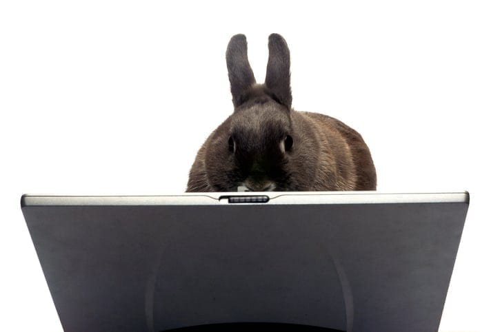 The online shops selling real fur as fake