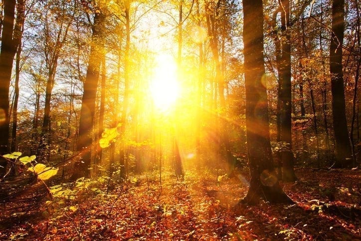 Trillion Trees
