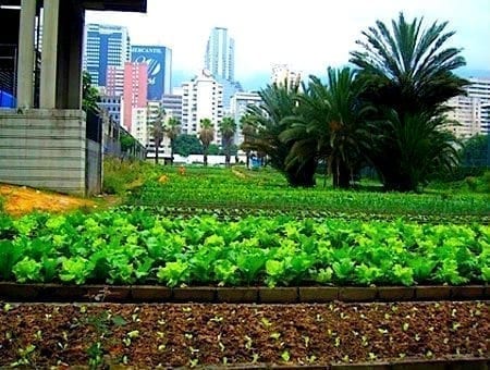 Venezuela gardens
