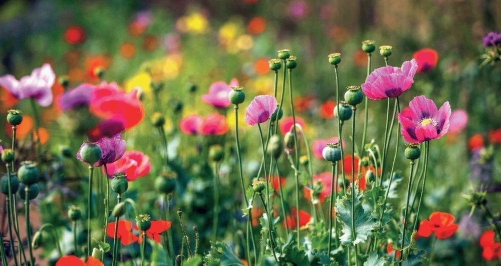 Weleda has a holistic approach to health