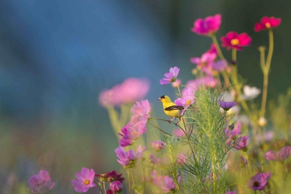 What's Nature's worth?