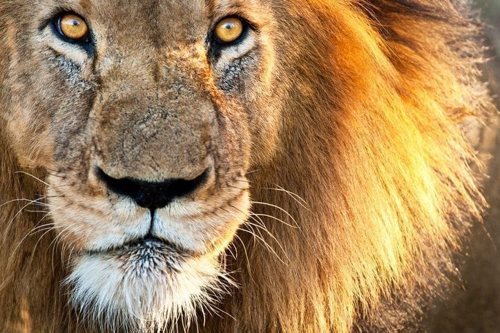 World Wildlife Day 2018