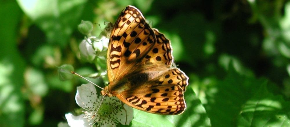 High Brown Fritillary