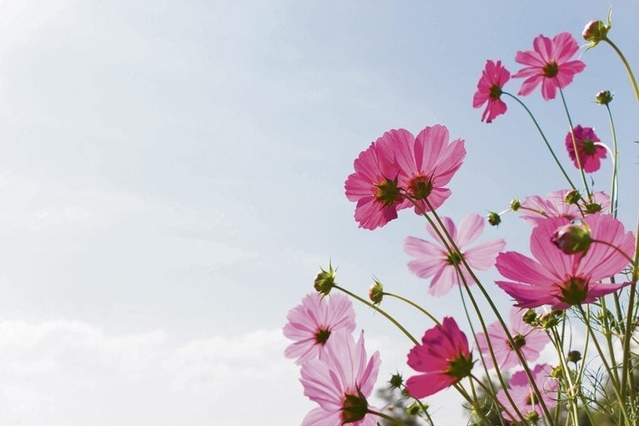 inlight flowers Picture from MyGreenPod Sustainable News