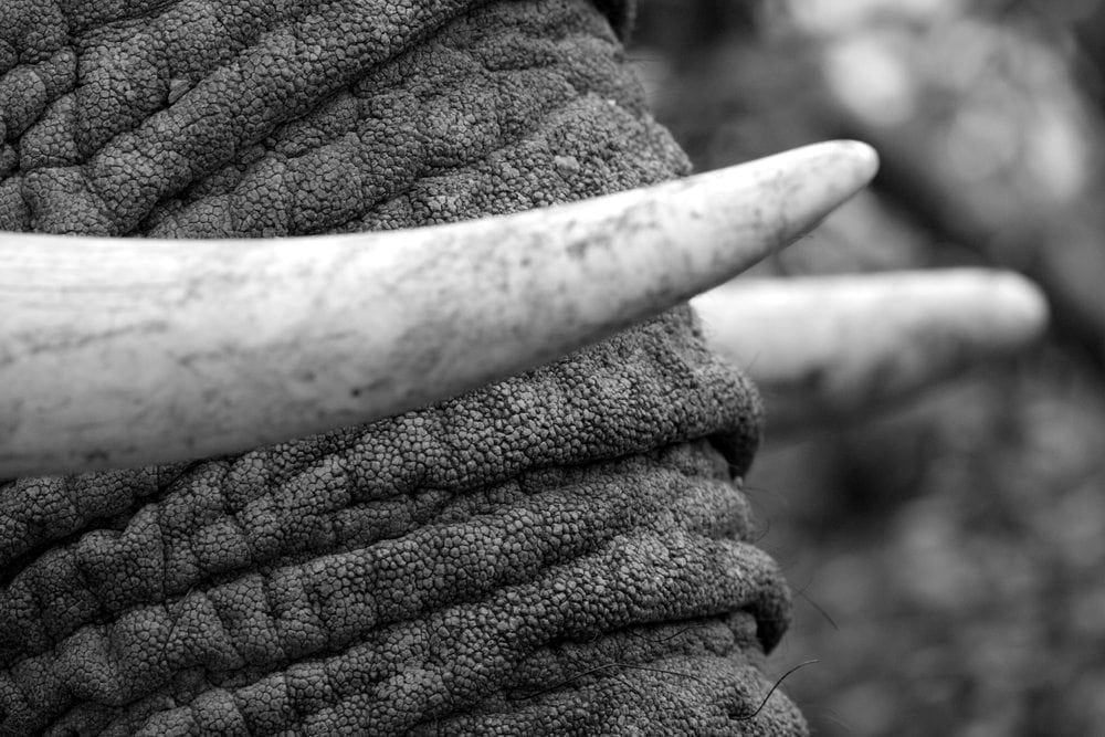 Fighting wildlife crime Picture from MyGreenPod Sustainable News