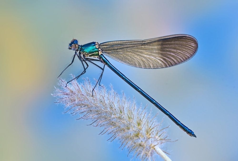 State of Nature 2016