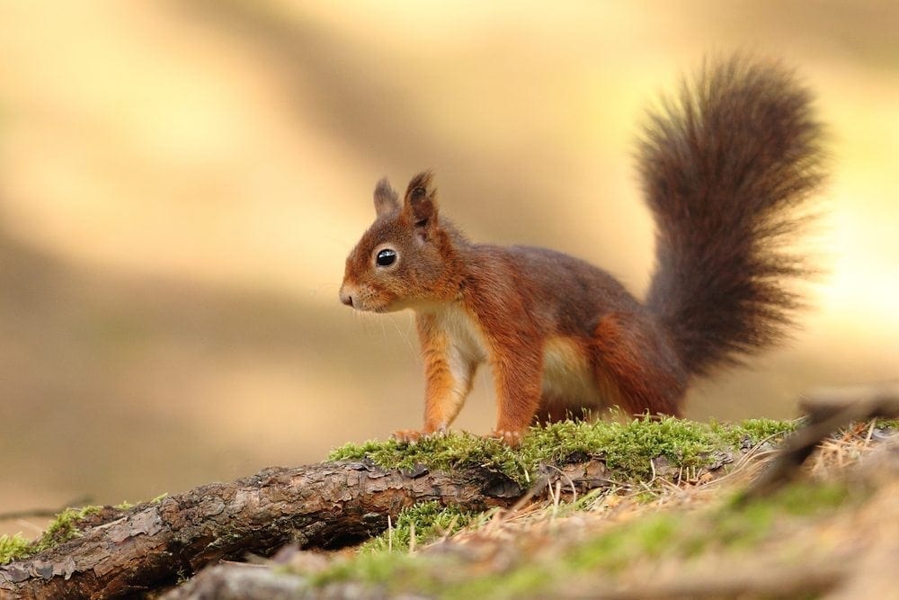 Squirrel Picture from MyGreenPod Sustainable News