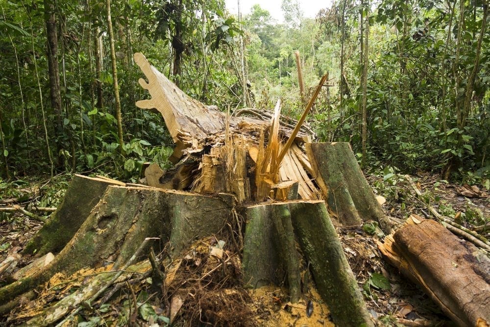 Wood Picture from MyGreenPod Sustainable News