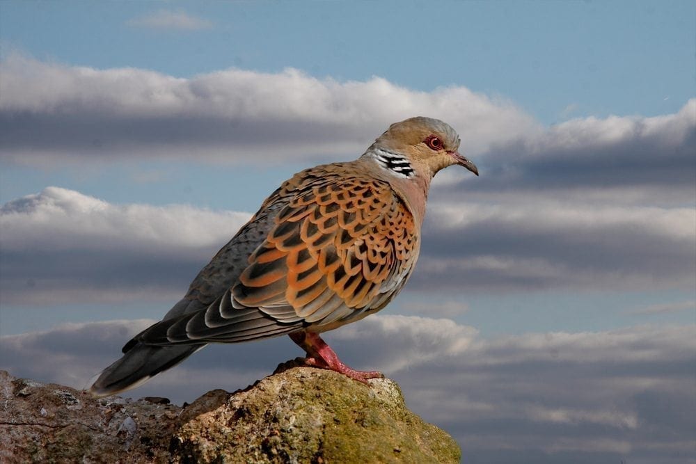 Tracking turtle doves