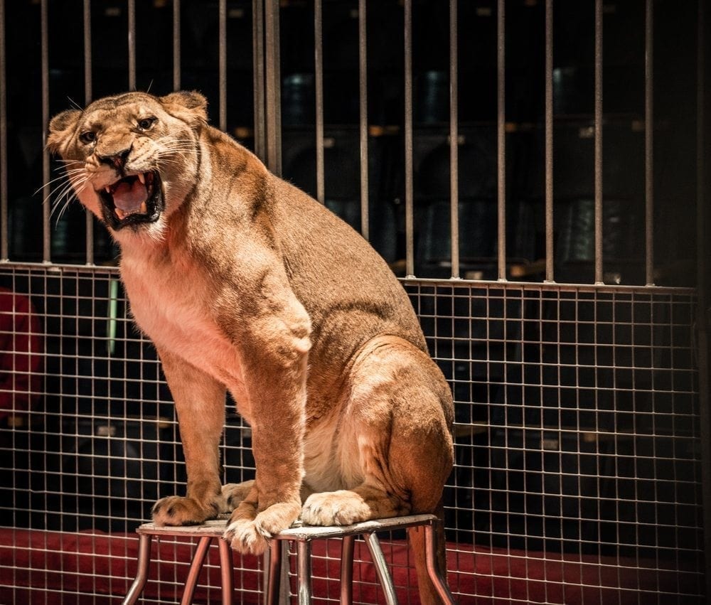 Circus animal ban