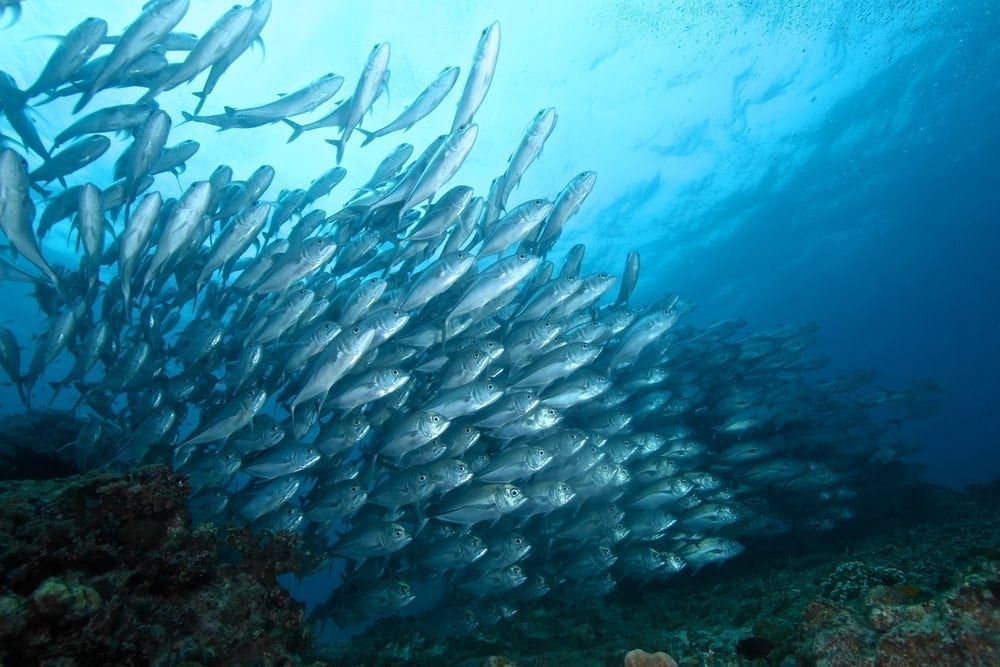 Fish Picture from MyGreenPod Sustainable News