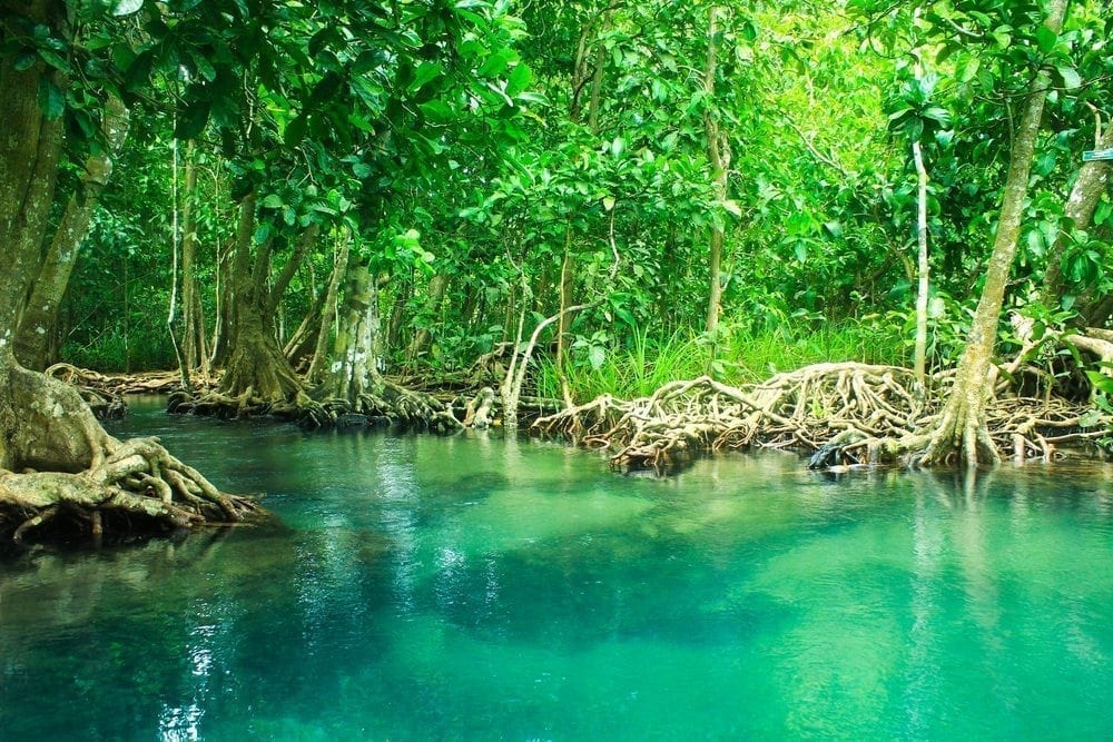 Trees Picture from MyGreenPod Sustainable News