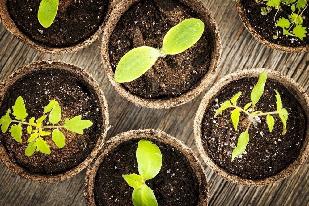 green plant Picture from MyGreenPod Sustainable News