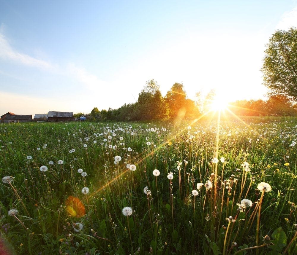 Dandilions Picture from MyGreenPod Sustainable News