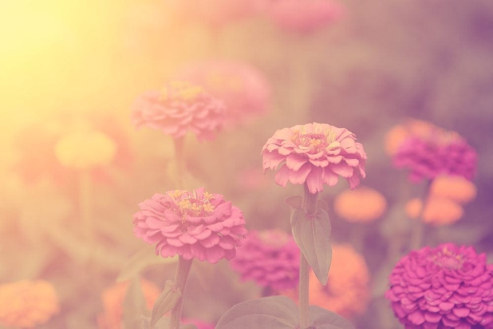 Flowers Pink Picture from MyGreenPod Sustainable News