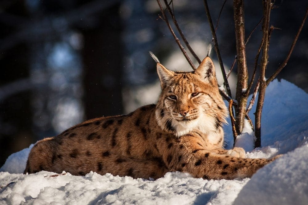 Cat Picture from MyGreenPod Sustainable News