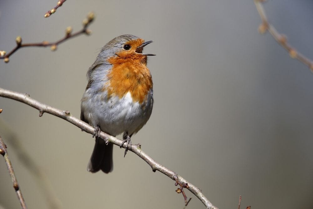 Robin Picture from MyGreenPod Sustainable News