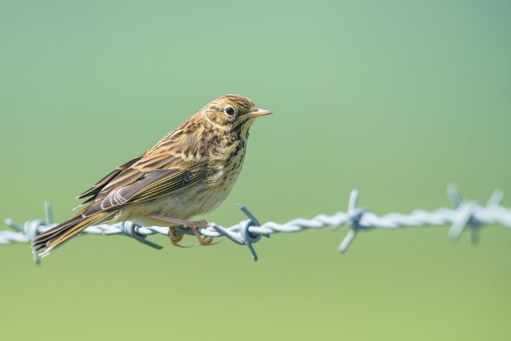 Birds Picture from MyGreenPod Sustainable News