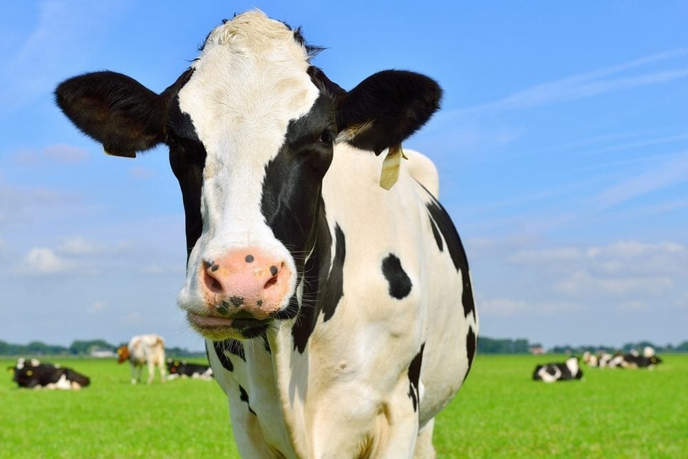 Diets and climate change