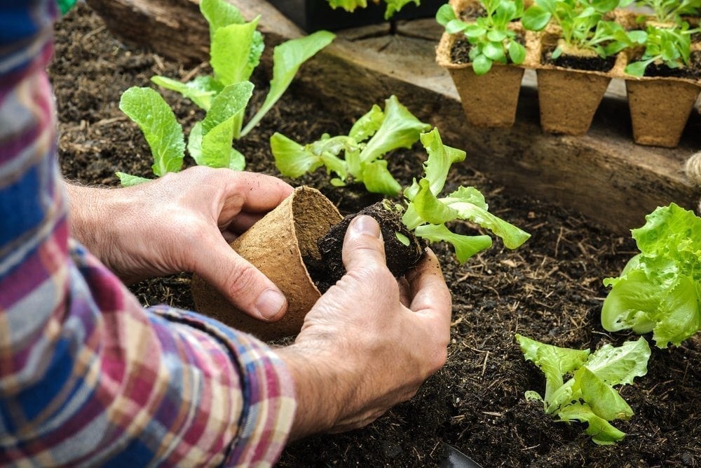 Lettace Picture from MyGreenPod Sustainable News