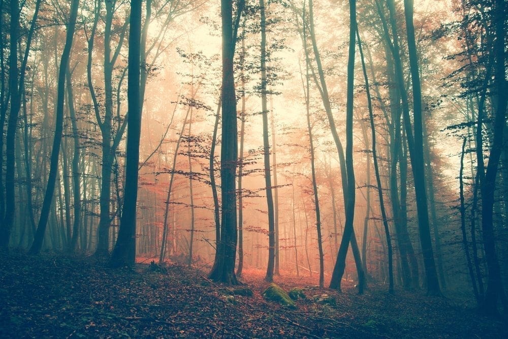 Forest Picture from MyGreenPod Sustainable News