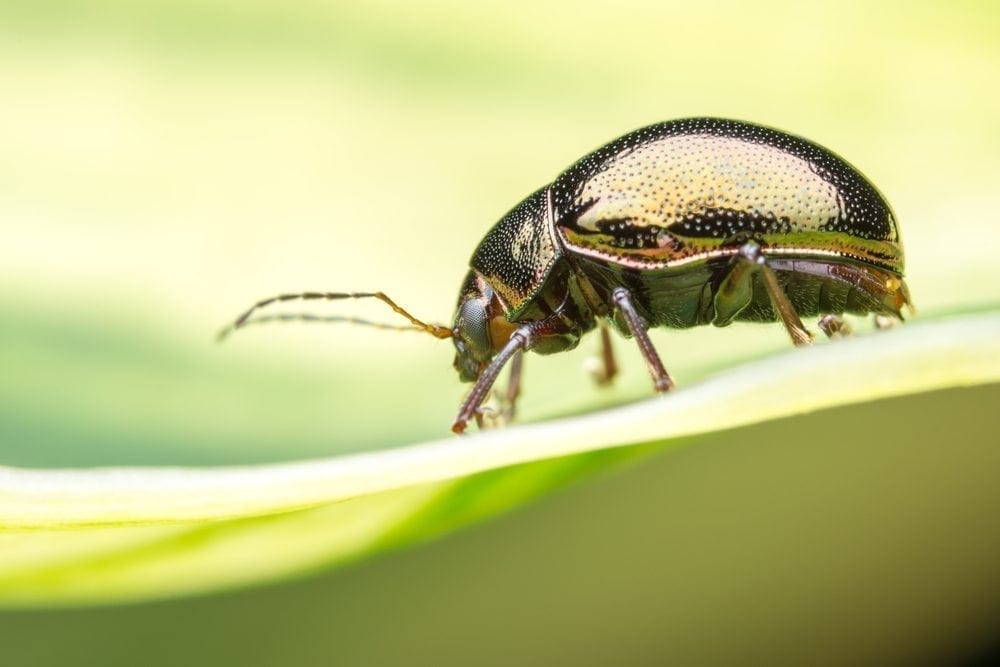 Beetle Picture from MyGreenPod Sustainable News