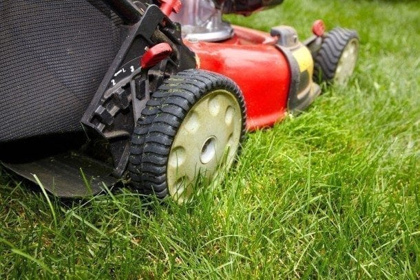 Grass Picture from MyGreenPod Sustainable News