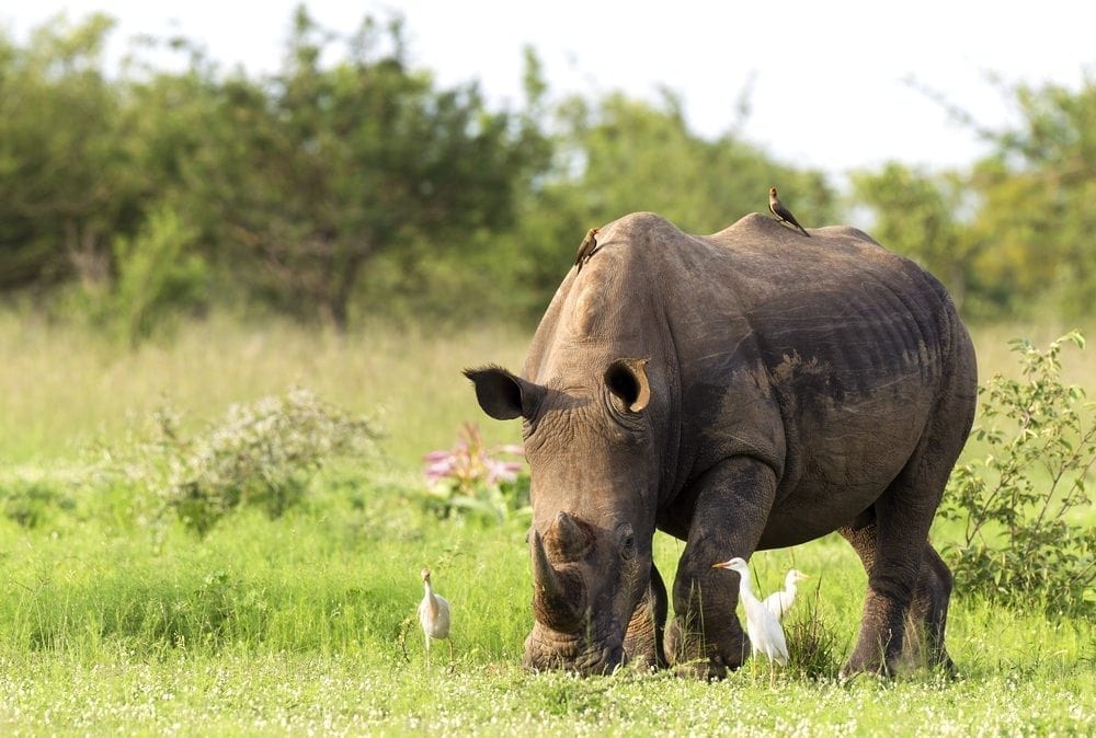 Connected Conservation