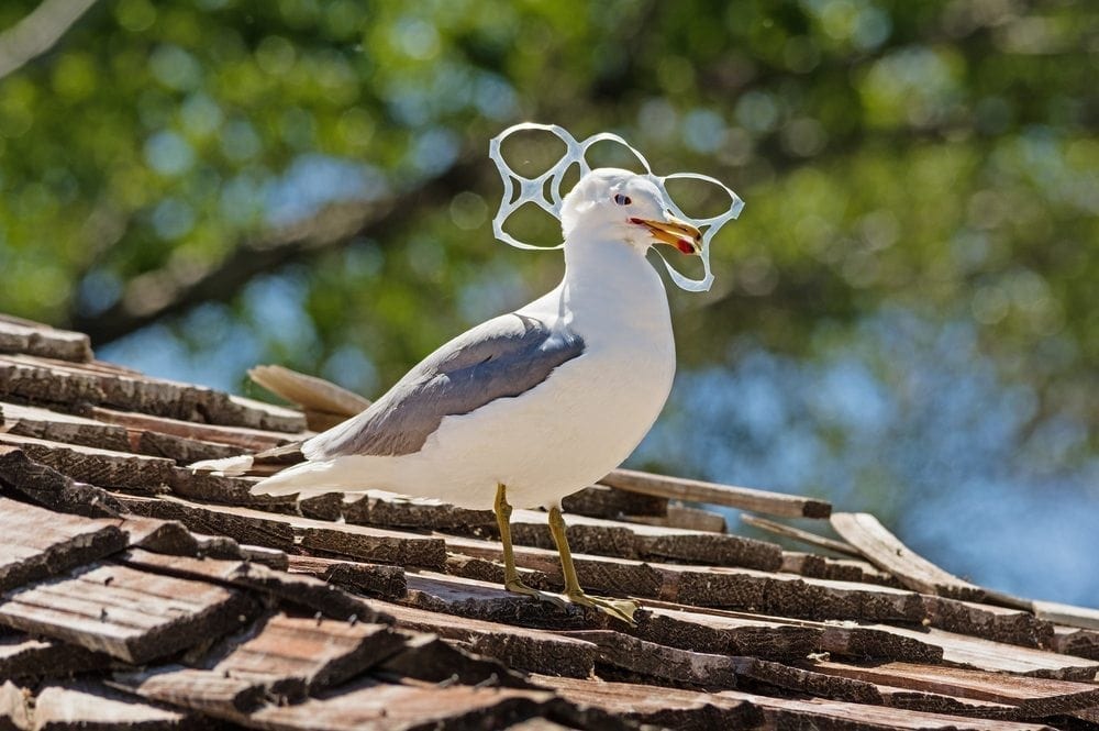 Coastal cleanup