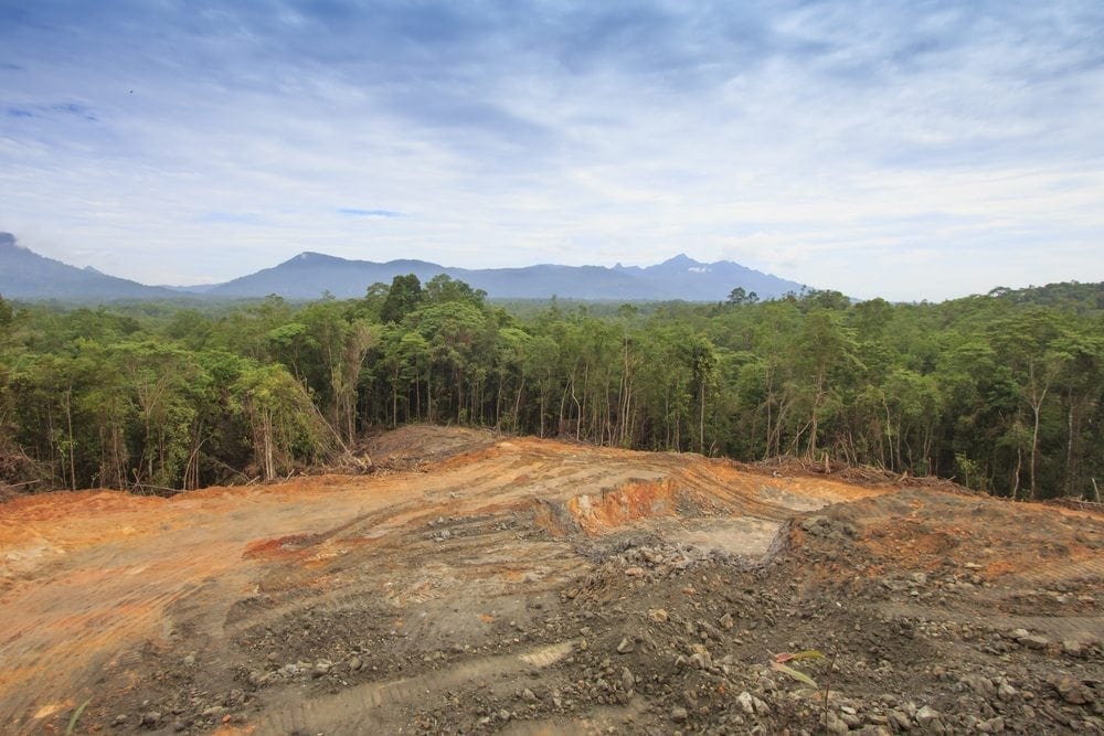 Dirt Trees Picture from MyGreenPod Sustainable News