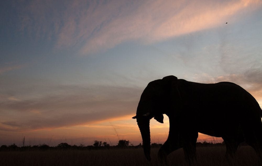 Poaching threatens heritage site