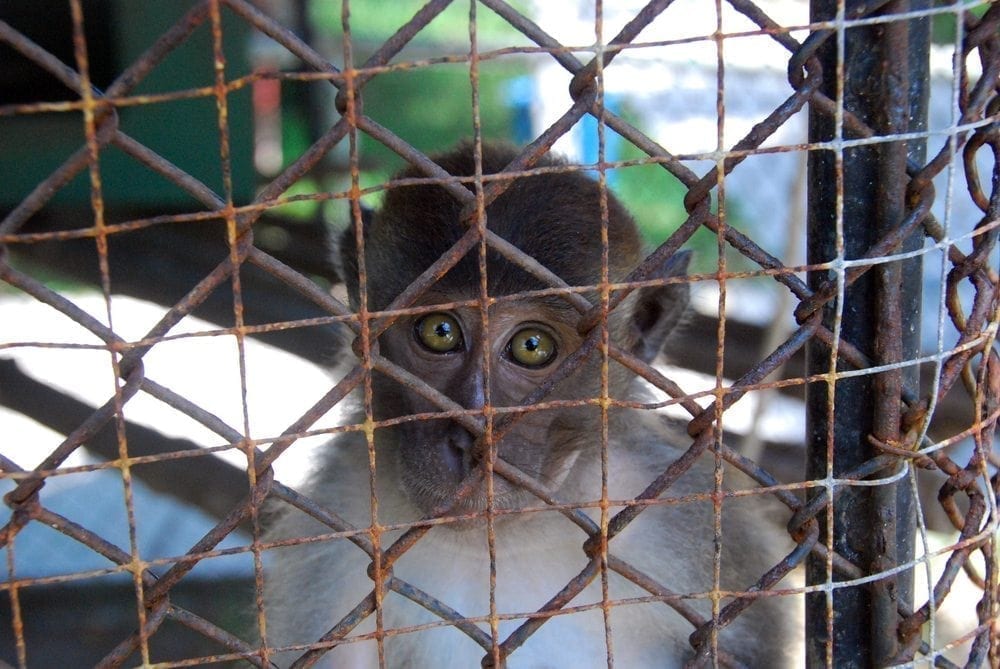 Ending primate testing