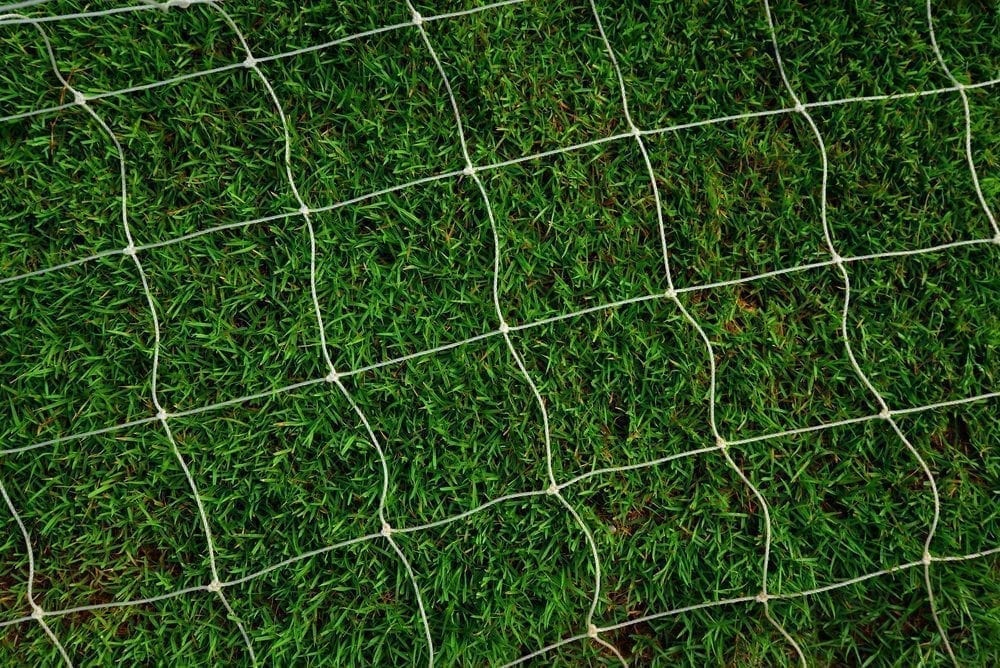 grass Picture from MyGreenPod Sustainable News