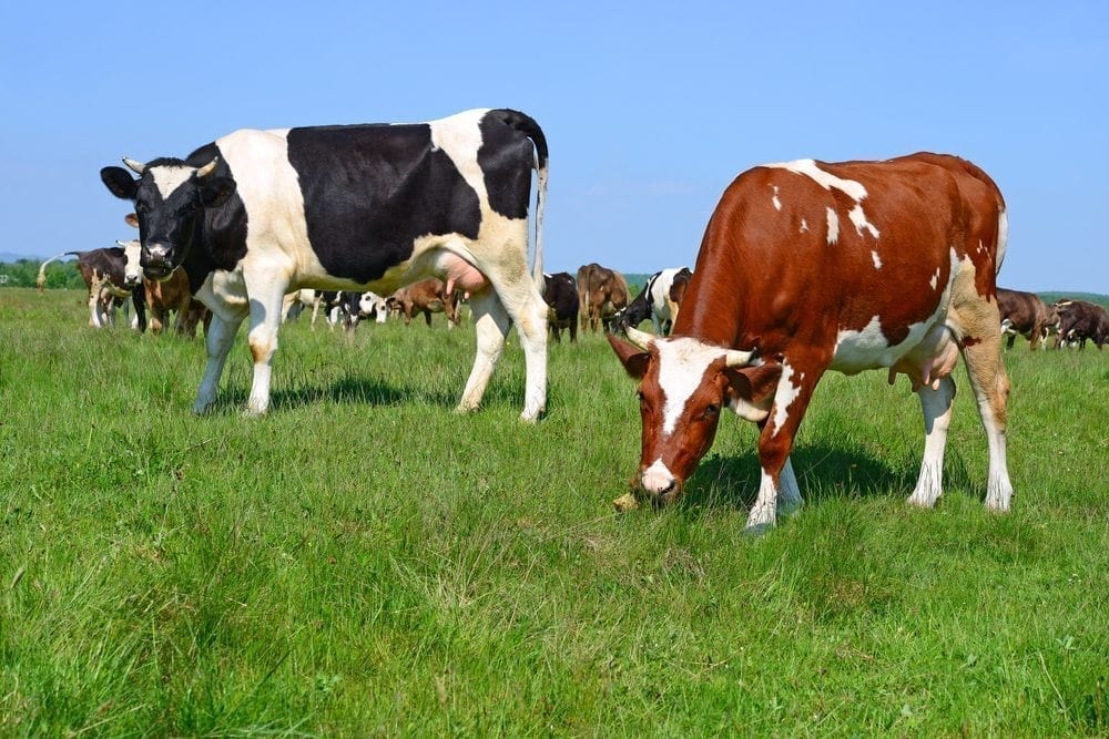 Why to go organic Picture from MyGreenPod Sustainable News