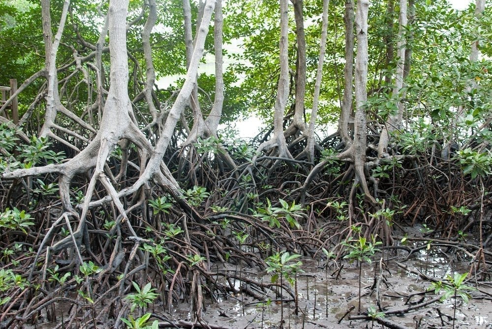 Putting a price on Nature Picture from MyGreenPod Sustainable News