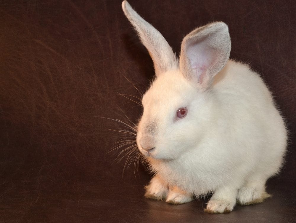 Animal testing and the EC