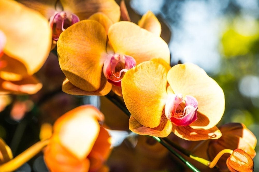 The State of the World's Plants