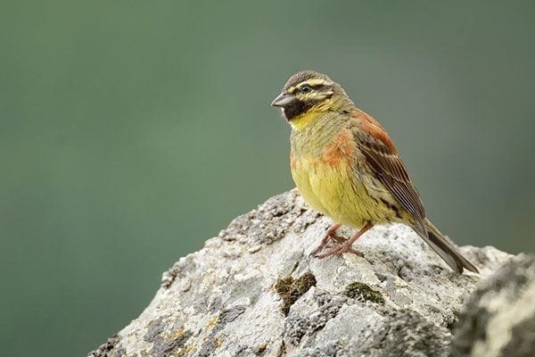 Cirl bunting