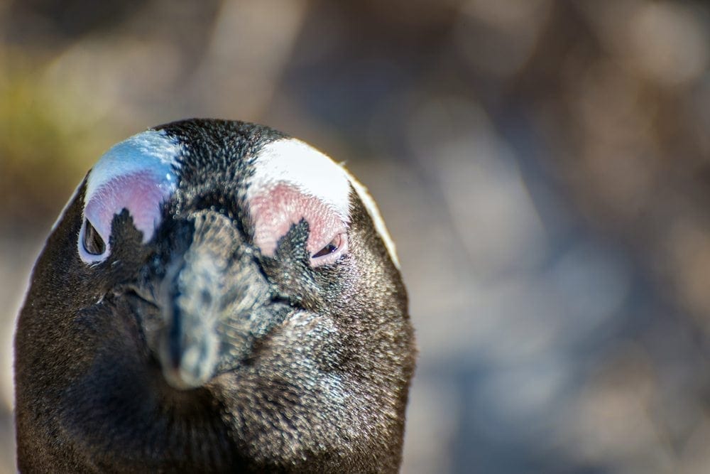 Bristol Zoo under fire