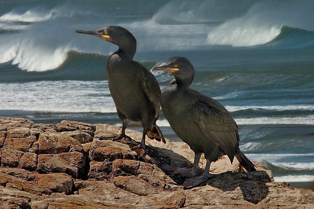 Birds Picture from MyGreenPod Sustainable News