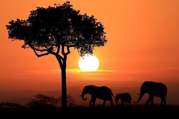 Elephants and economics_mygreenpod