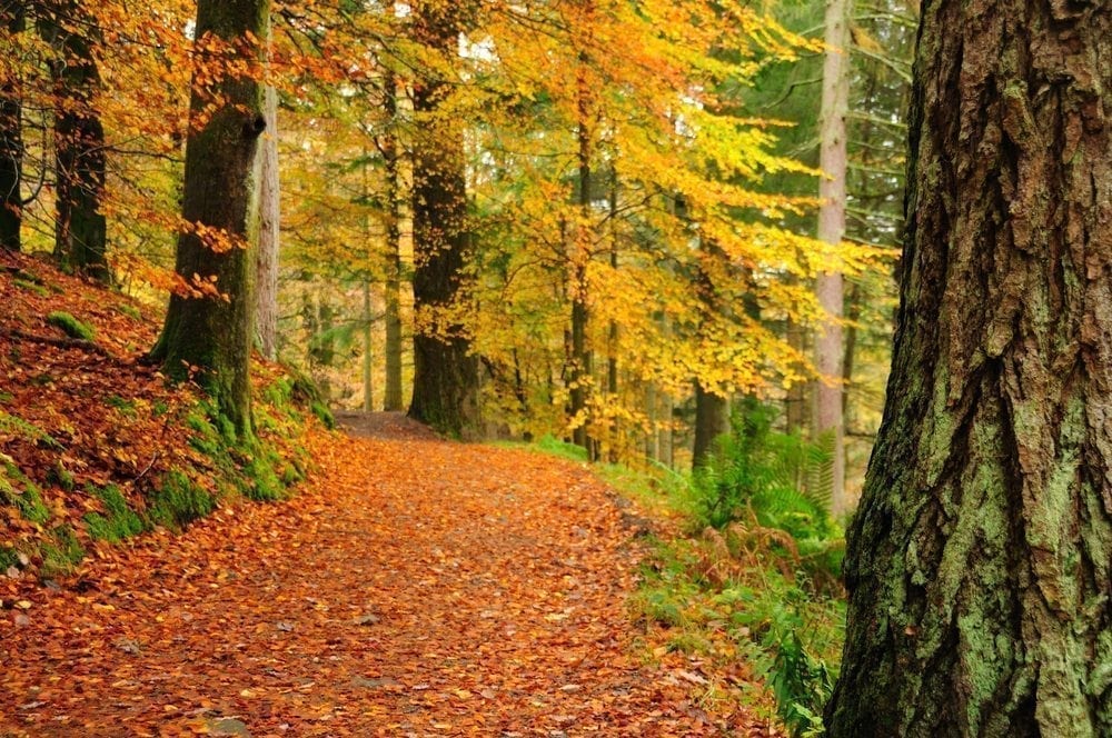 Leaves_Forrest Picture from MyGreenPod Sustainable News