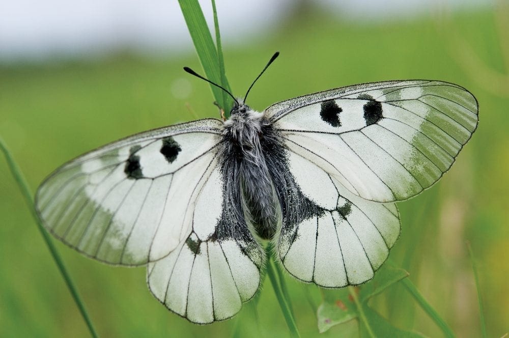 Large White butterfly