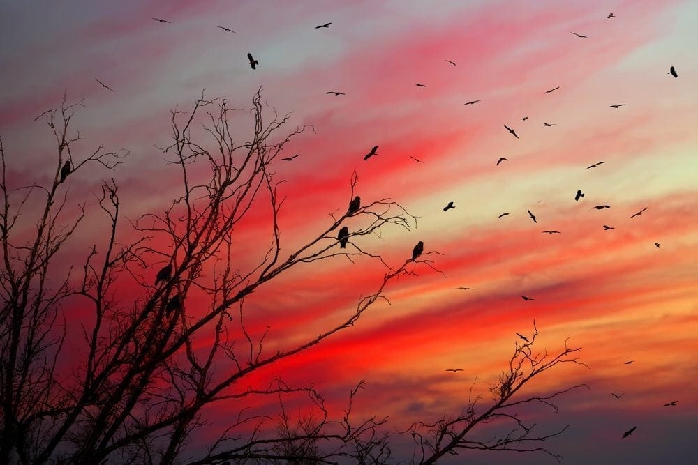 Red birds Picture from MyGreenPod Sustainable News