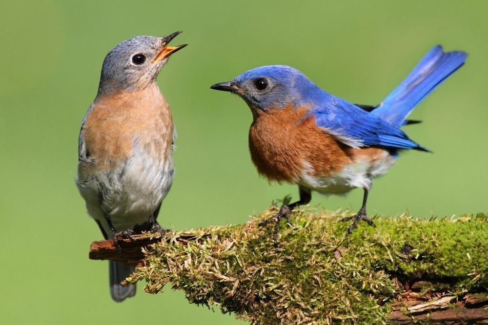 Blue Picture from MyGreenPod Sustainable News