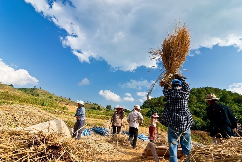 Hay Picture from MyGreenPod Sustainable News