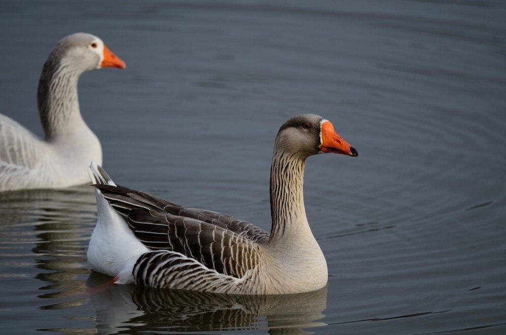 White-fronted geese